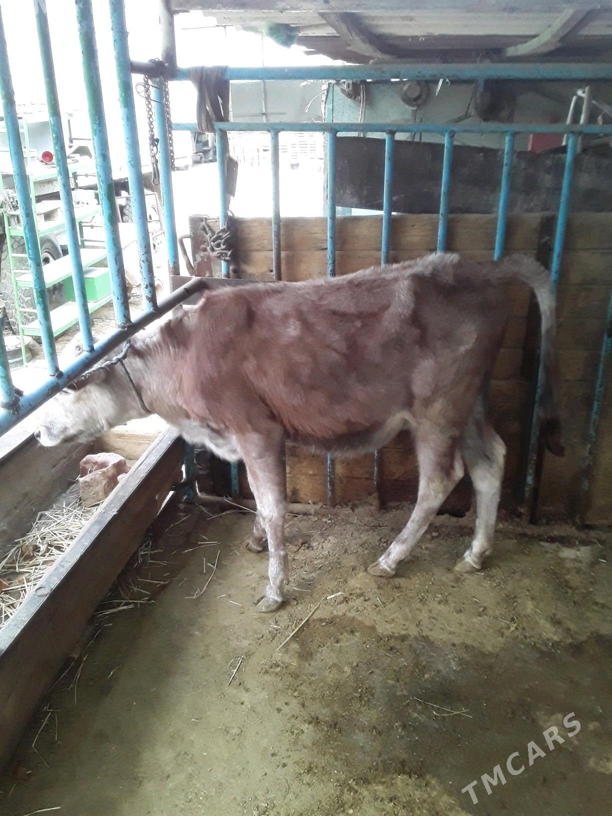 tuwe - Гарадамак Шор - img 3