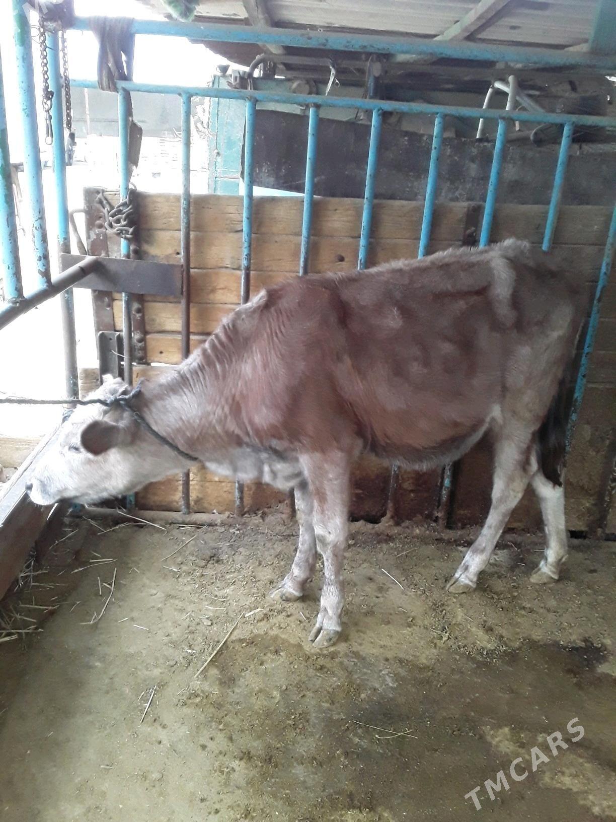 tuwe - Гарадамак Шор - img 2