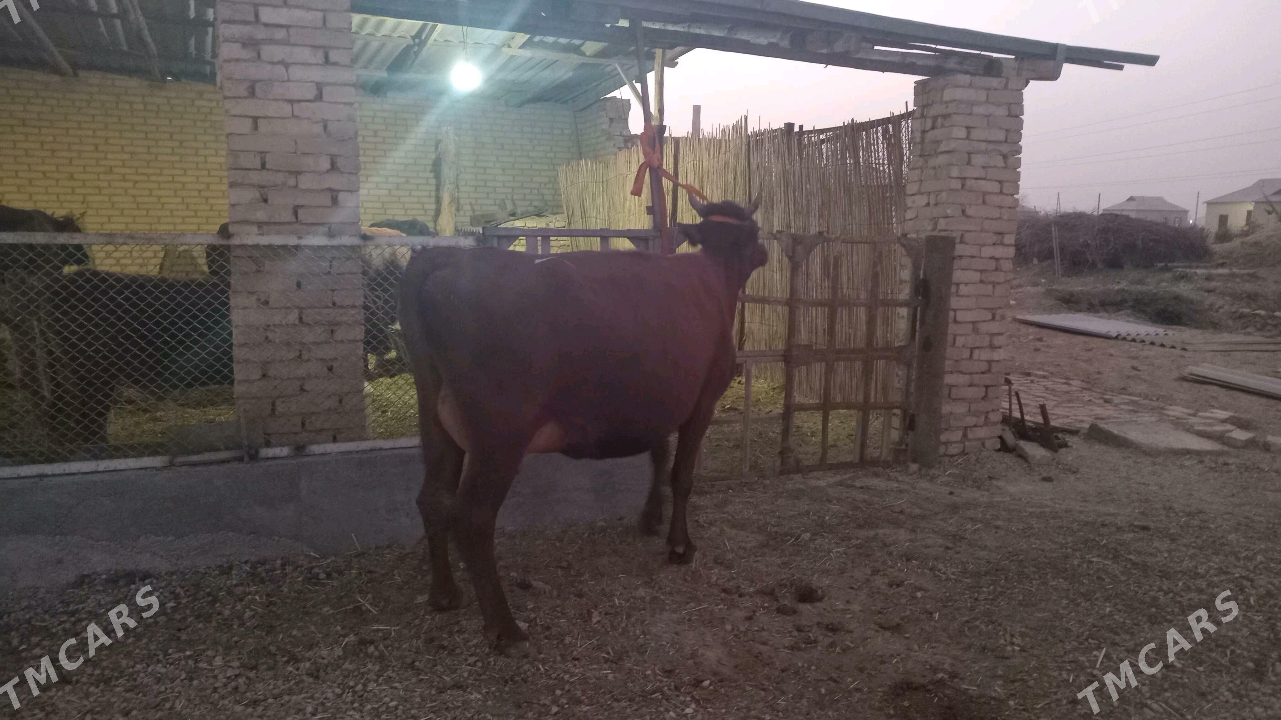 goleli sygyr - Мургап - img 4