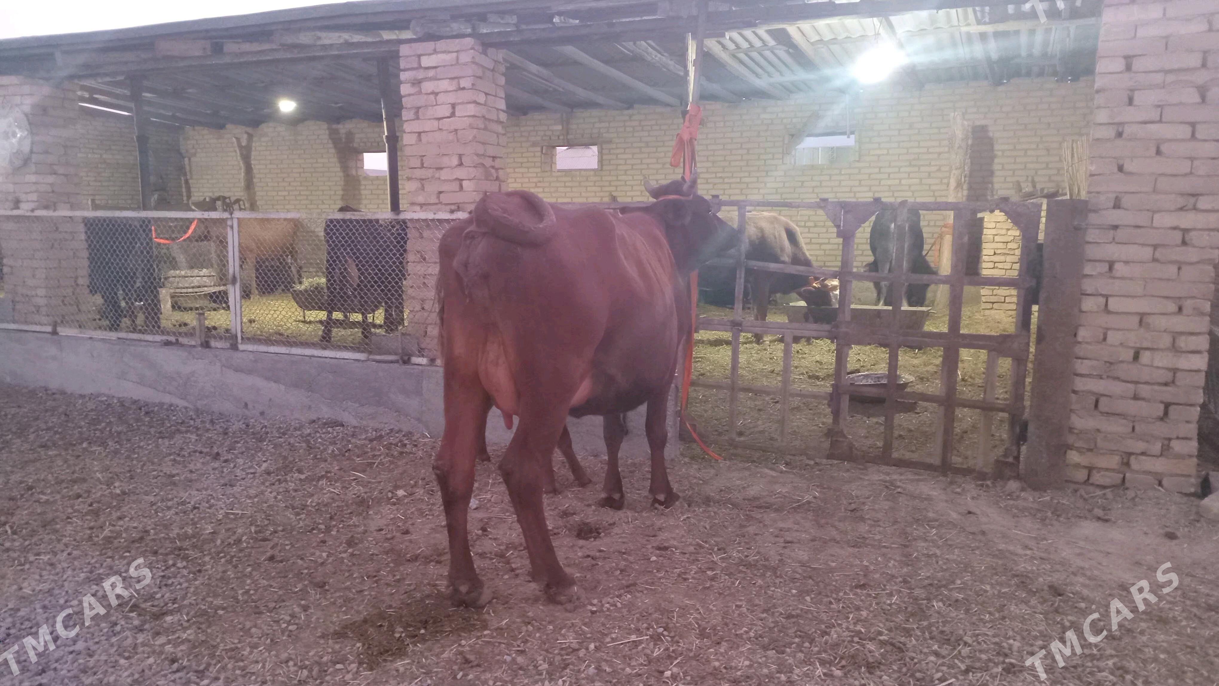 goleli sygyr - Мургап - img 5