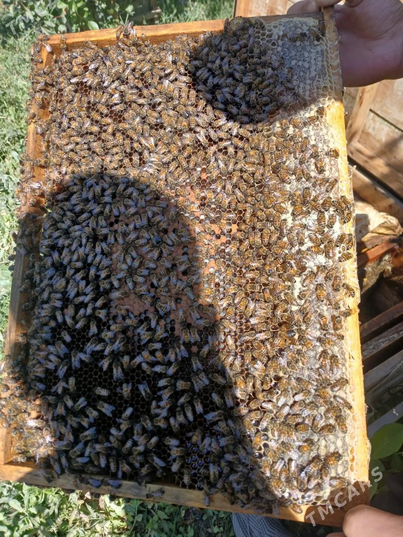 ari bali - Шабатский этрап - img 2