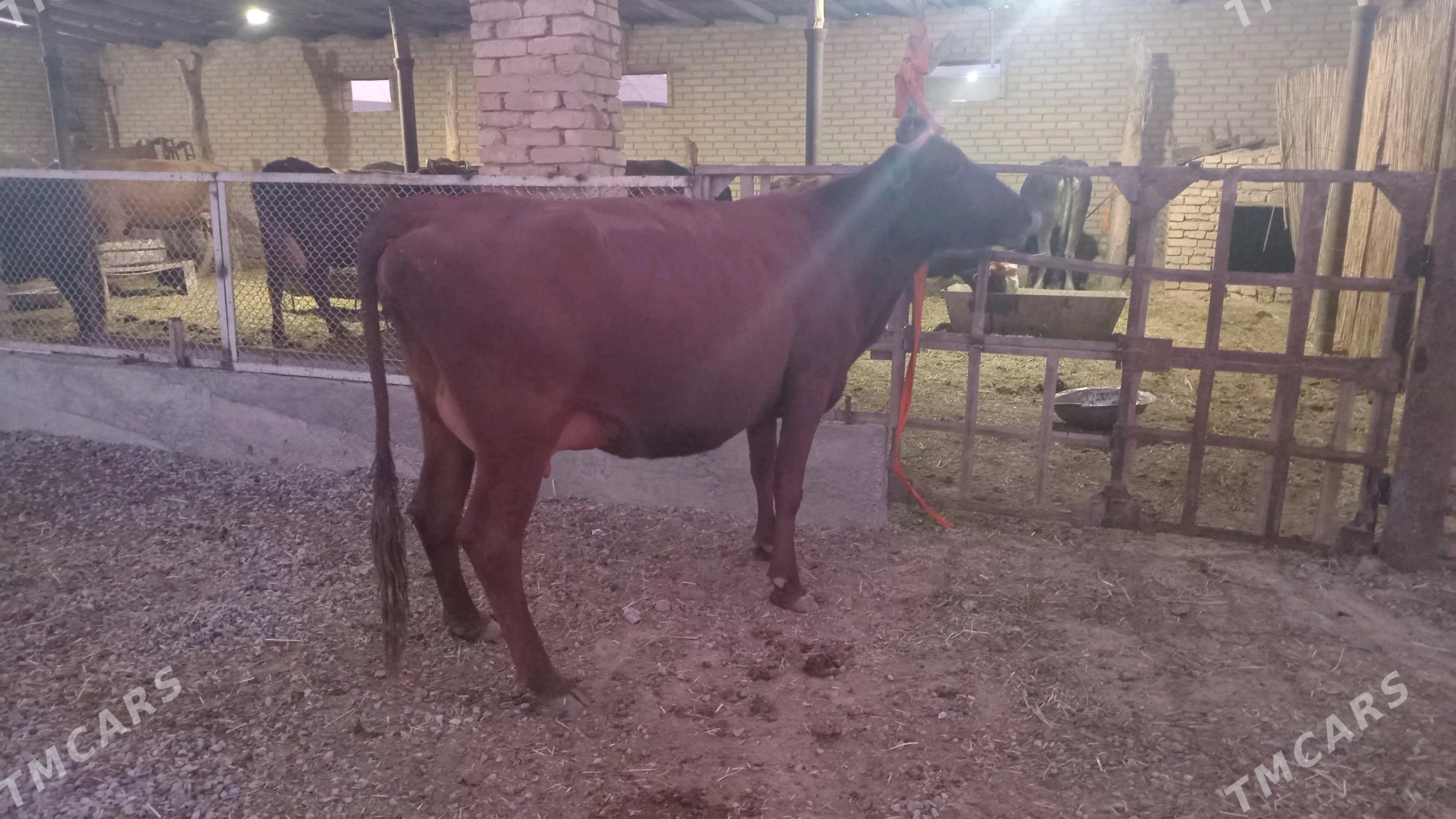 goleli sygyr - Мургап - img 6