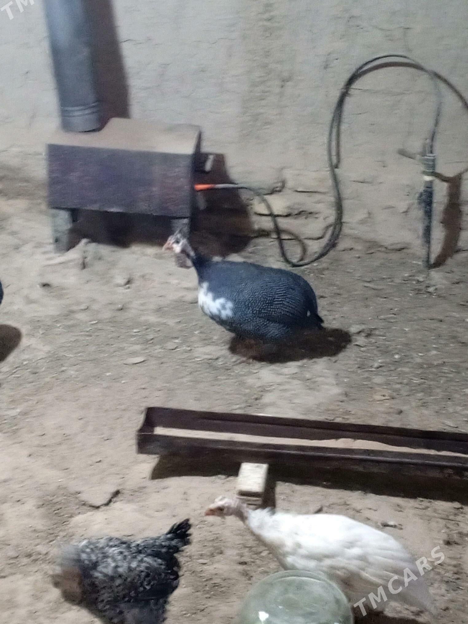 sisarka käkilik - Murgap - img 2