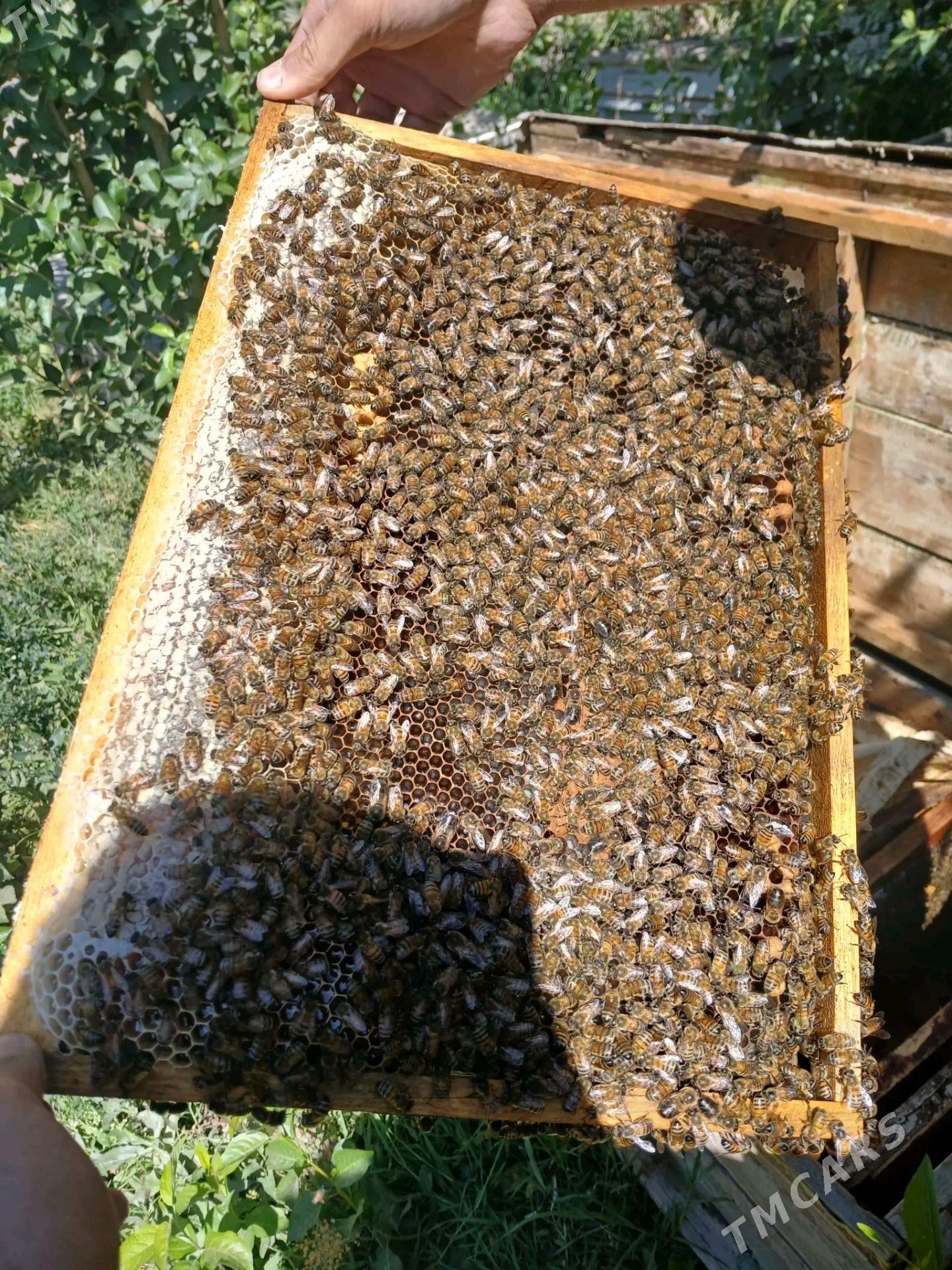 ari bali - Шабатский этрап - img 1