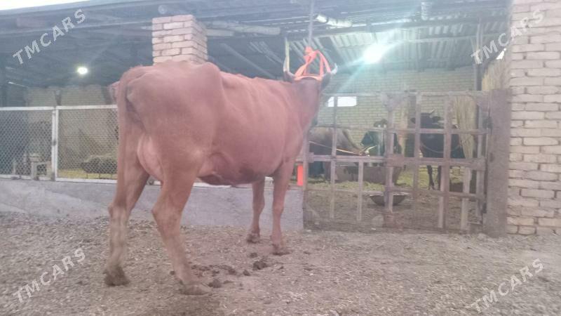 goleli sygyr - Мургап - img 4