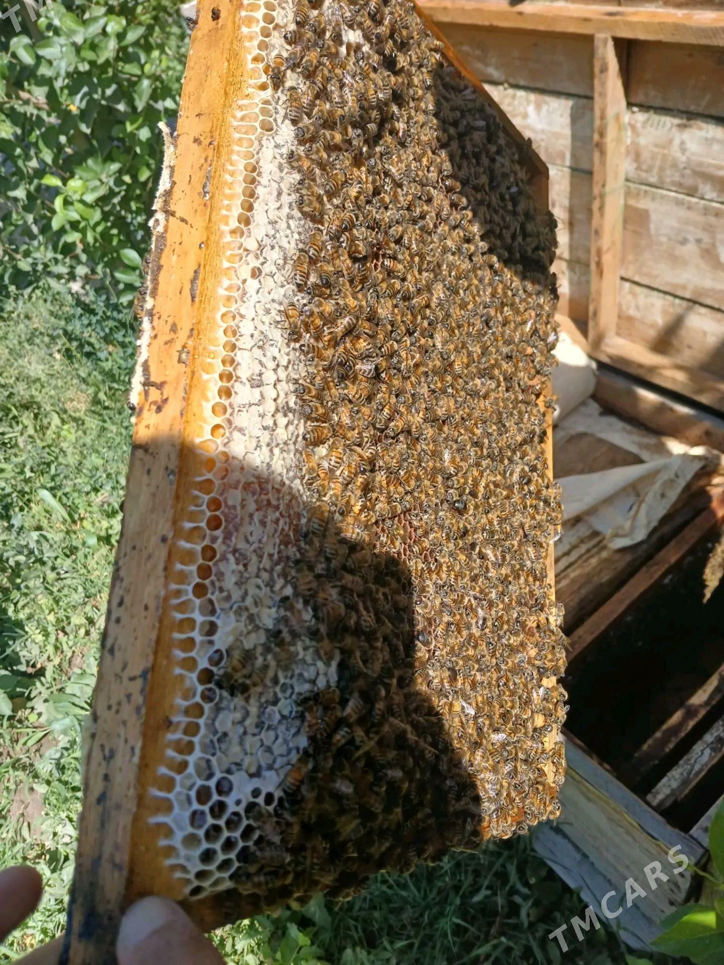 ari bali - Шабатский этрап - img 3