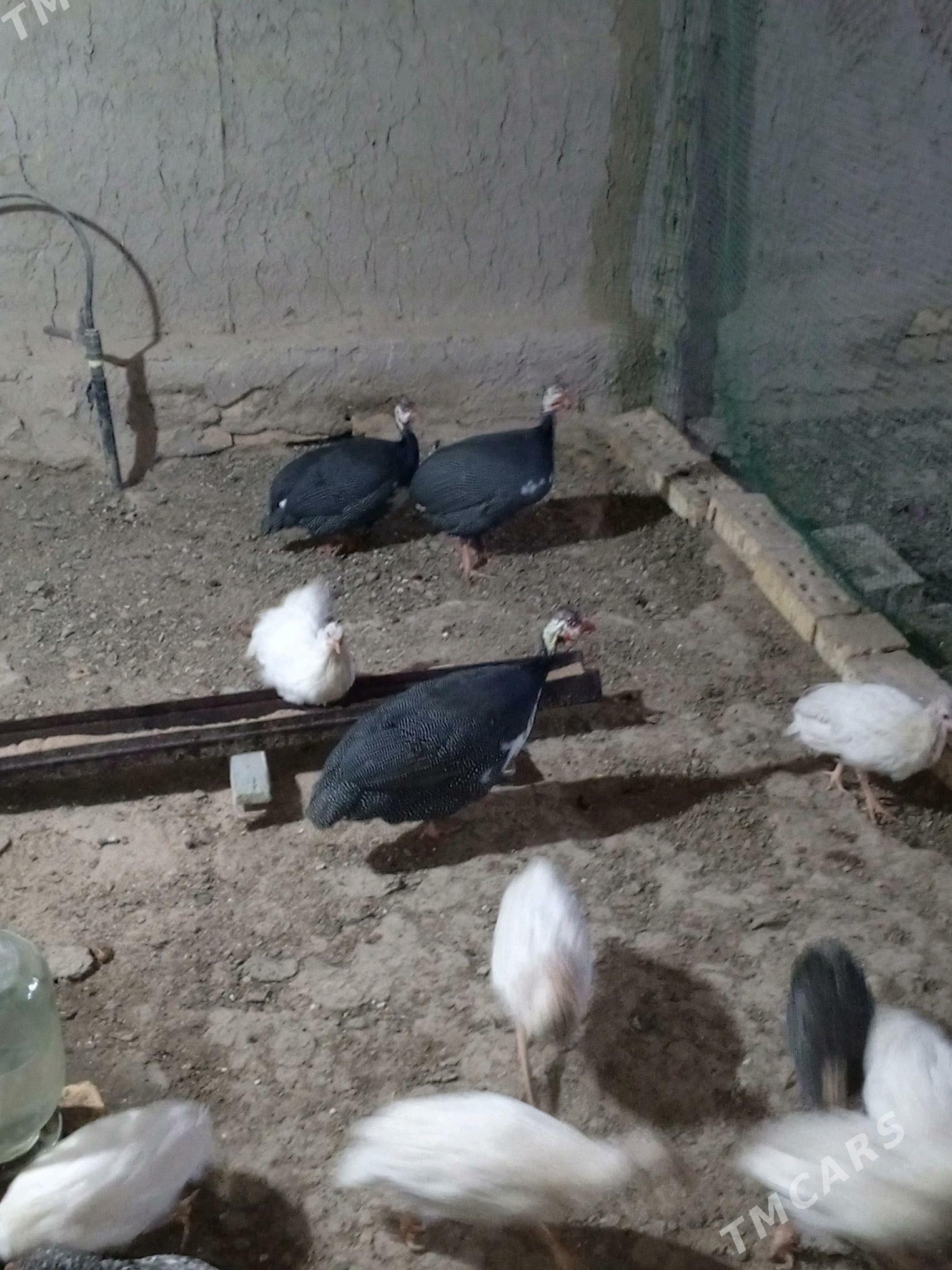 sisarka käkilik - Murgap - img 3