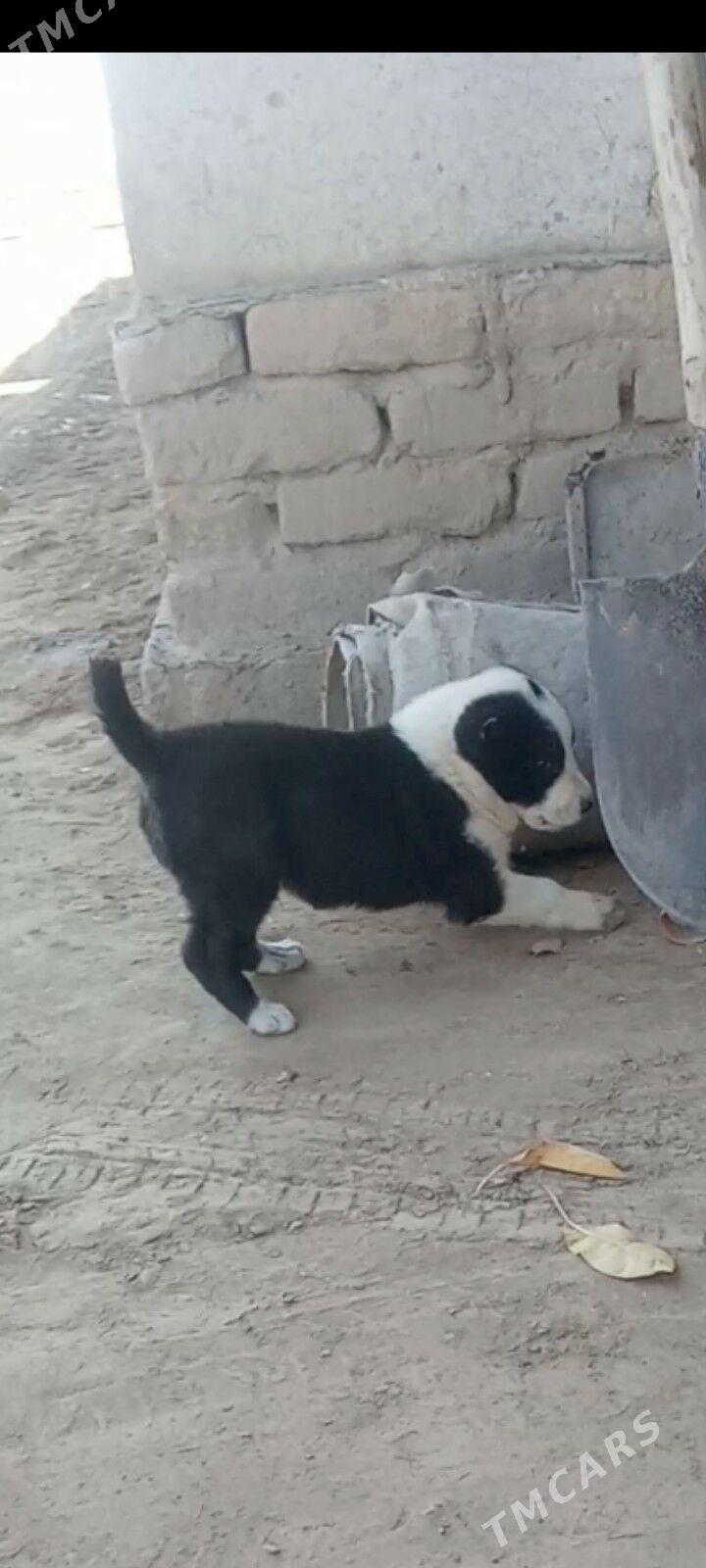 ткм гужук - Дашогуз - img 2