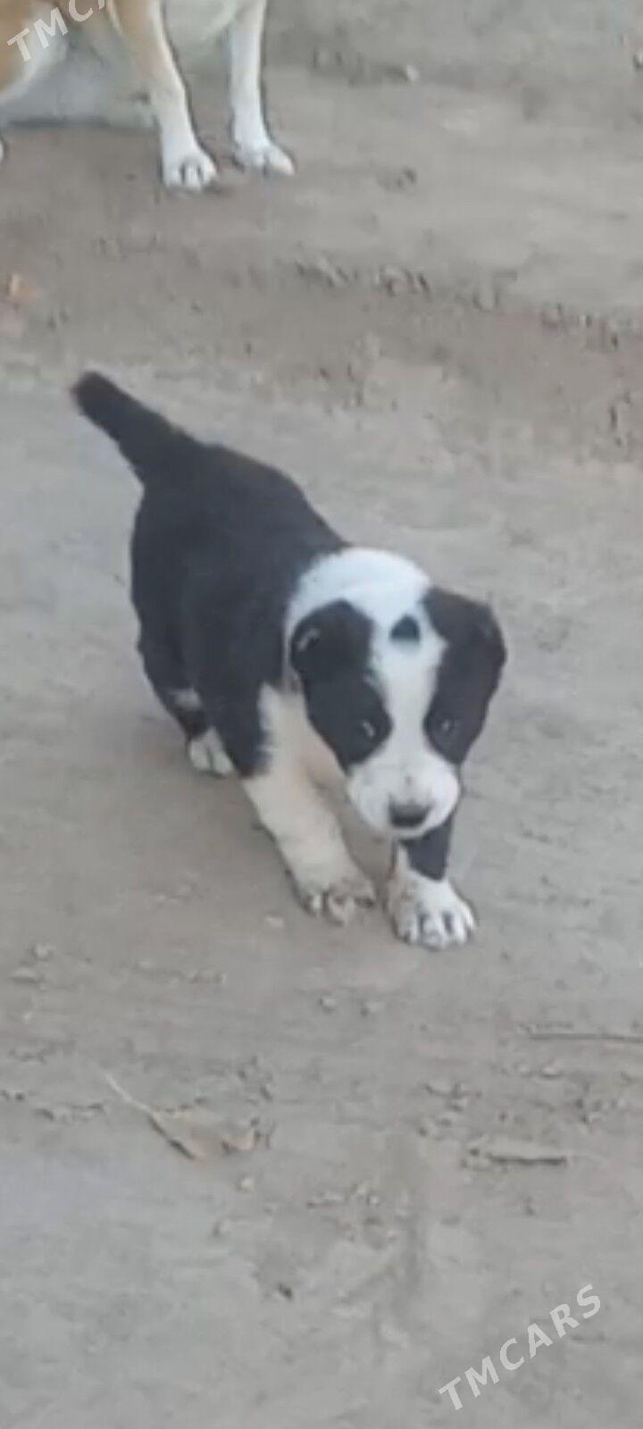 ткм гужук - Дашогуз - img 3