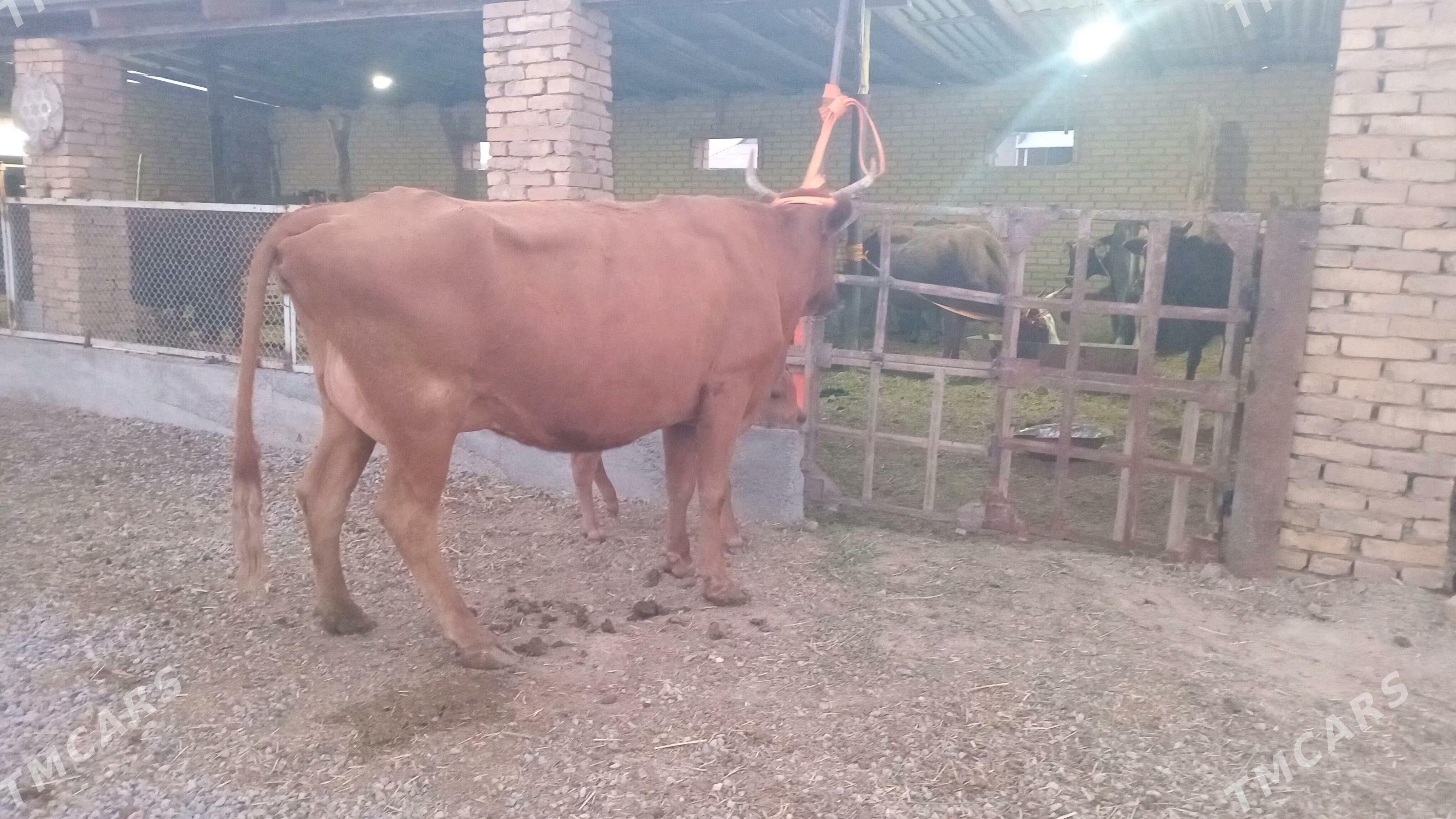 goleli sygyr - Мургап - img 2