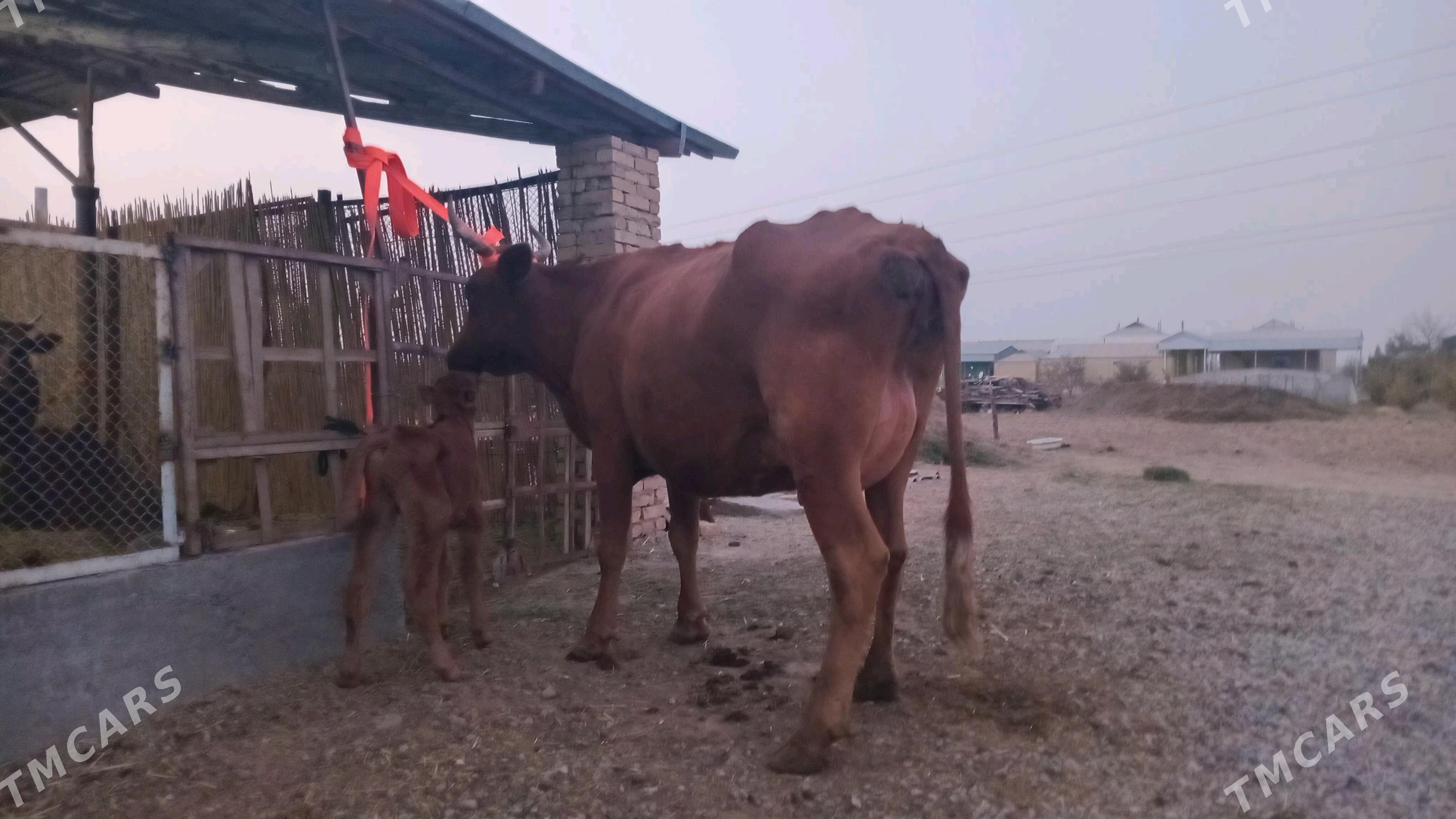 goleli sygyr - Мургап - img 3