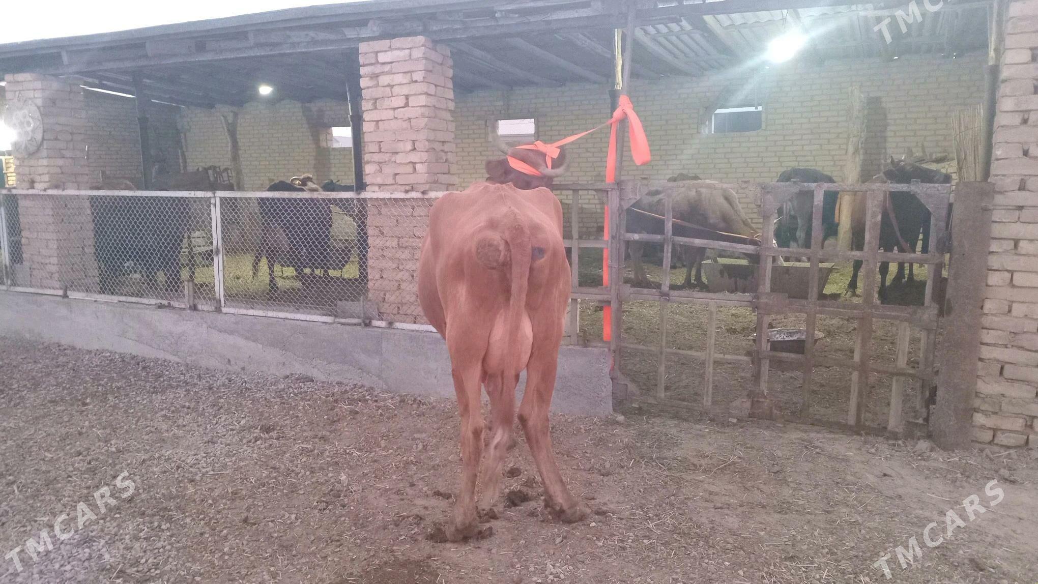 goleli sygyr - Мургап - img 5