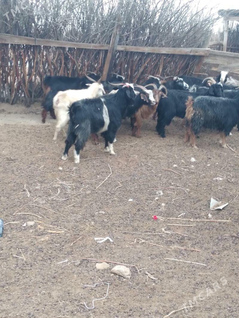 geci - Ак-Бугдайский этрап - img 1