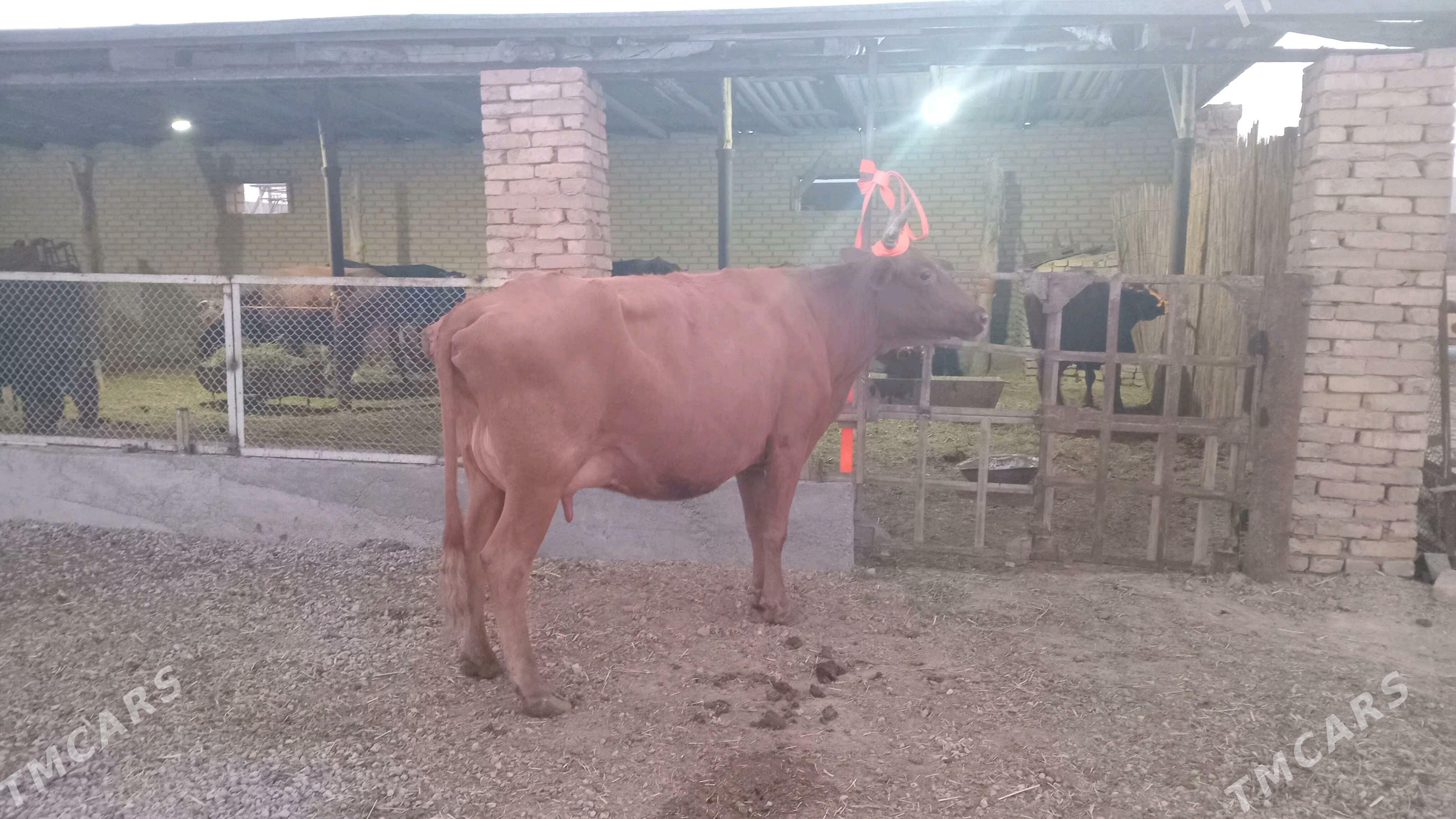 goleli sygyr - Мургап - img 6