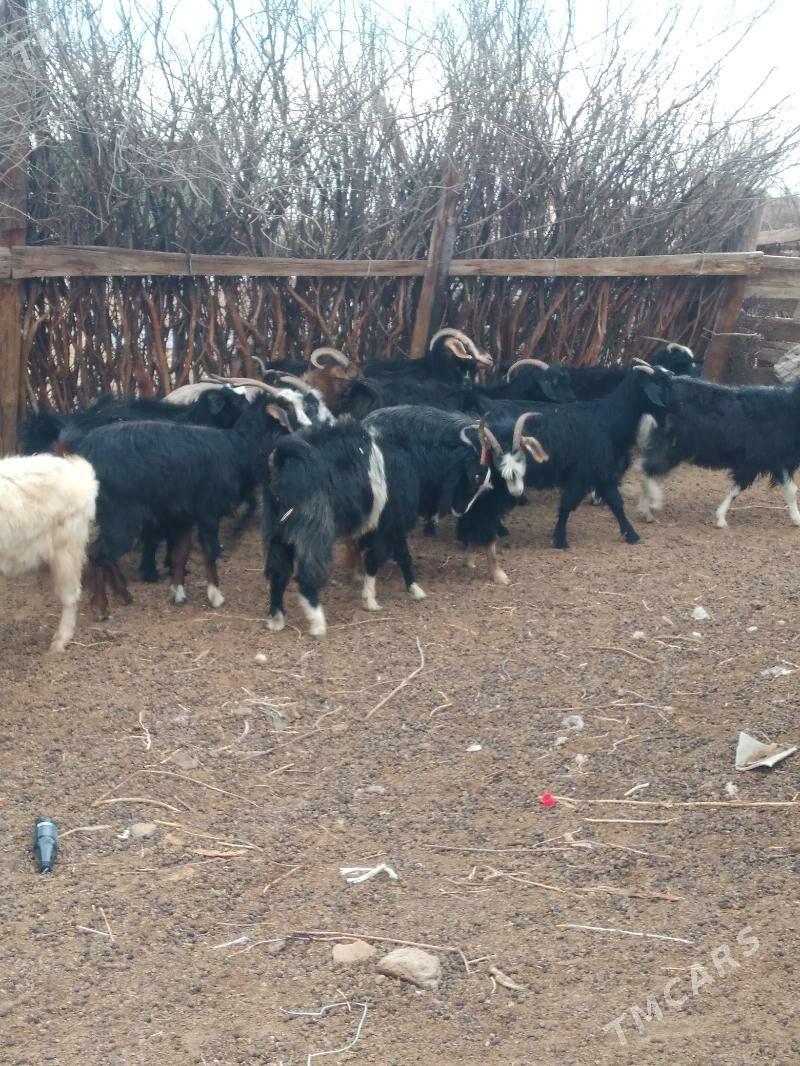 geci - Ак-Бугдайский этрап - img 2