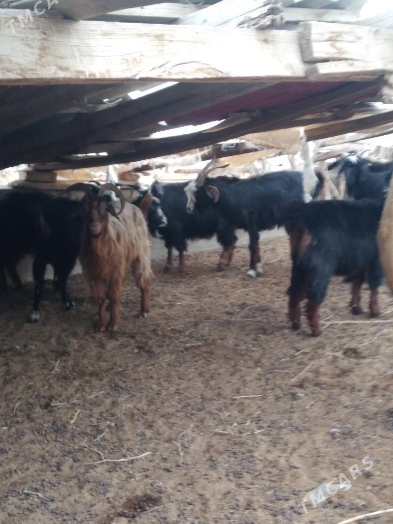 geci - Ак-Бугдайский этрап - img 3