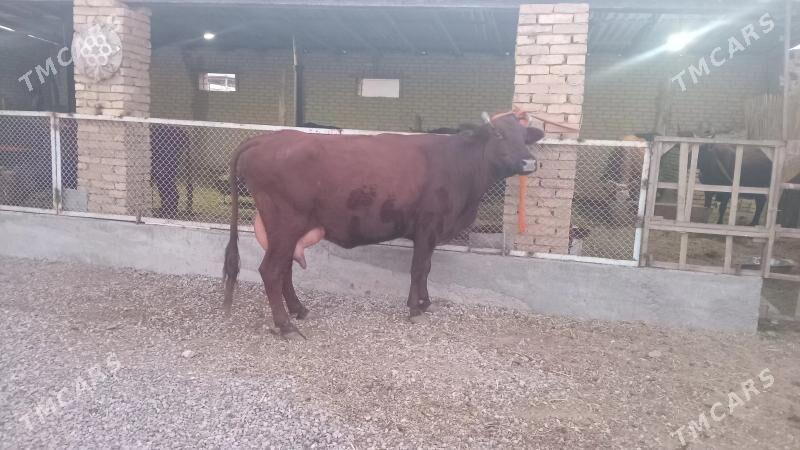 goleli sygyr - Murgap - img 7