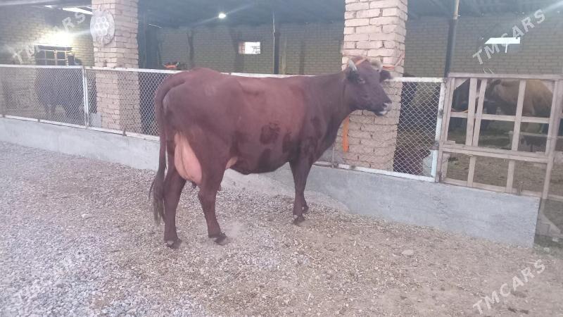 goleli sygyr - Murgap - img 4