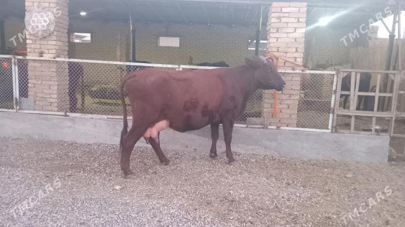 goleli sygyr - Murgap - img 8