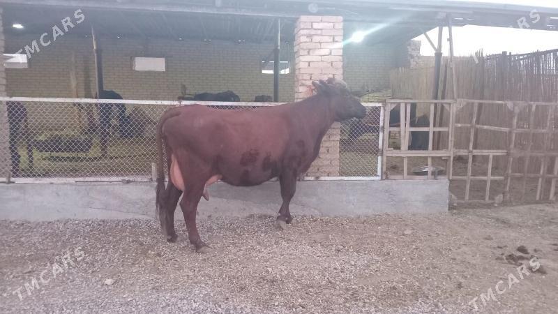 goleli sygyr - Murgap - img 9