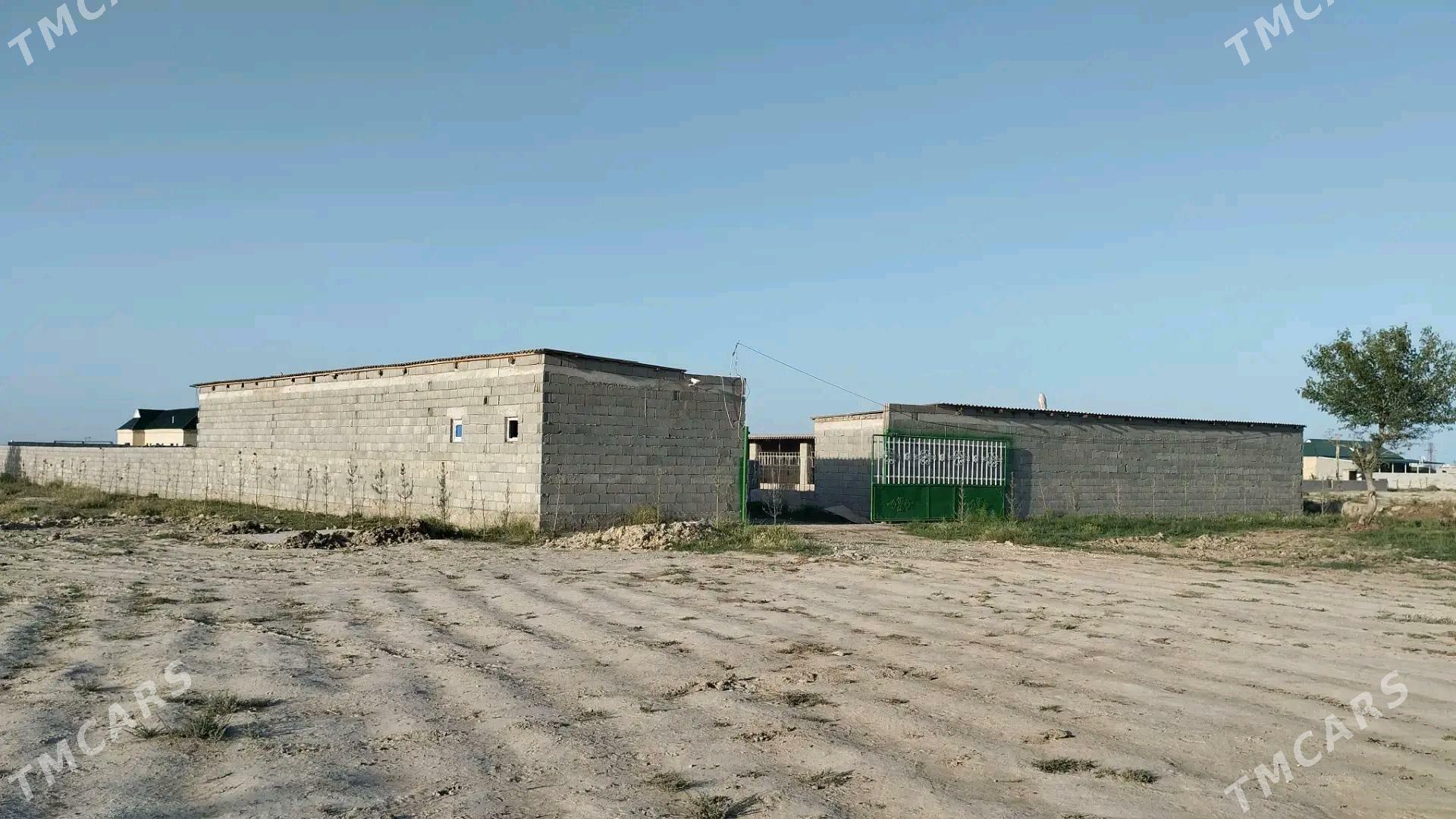 howly jay - Bäherden - img 3