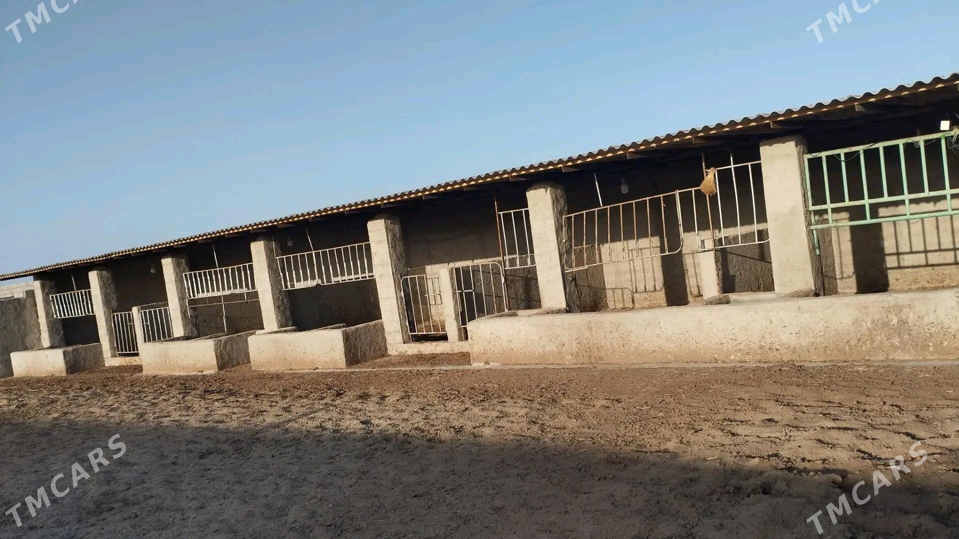 howly jay - Bäherden - img 5