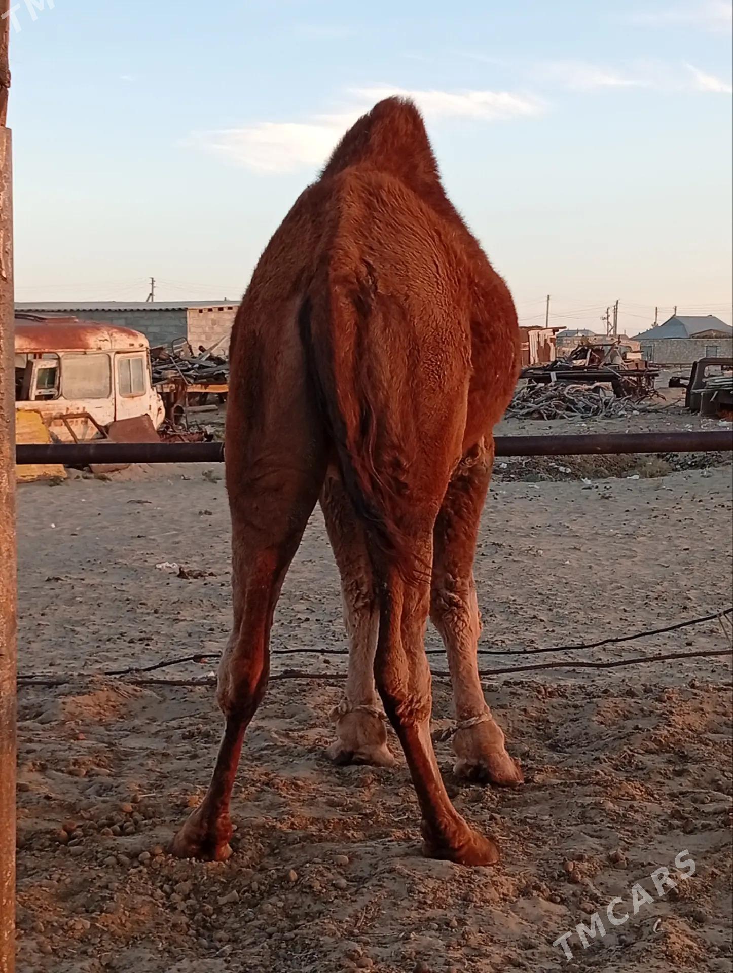 erkek duye - Эсенгулы - img 1