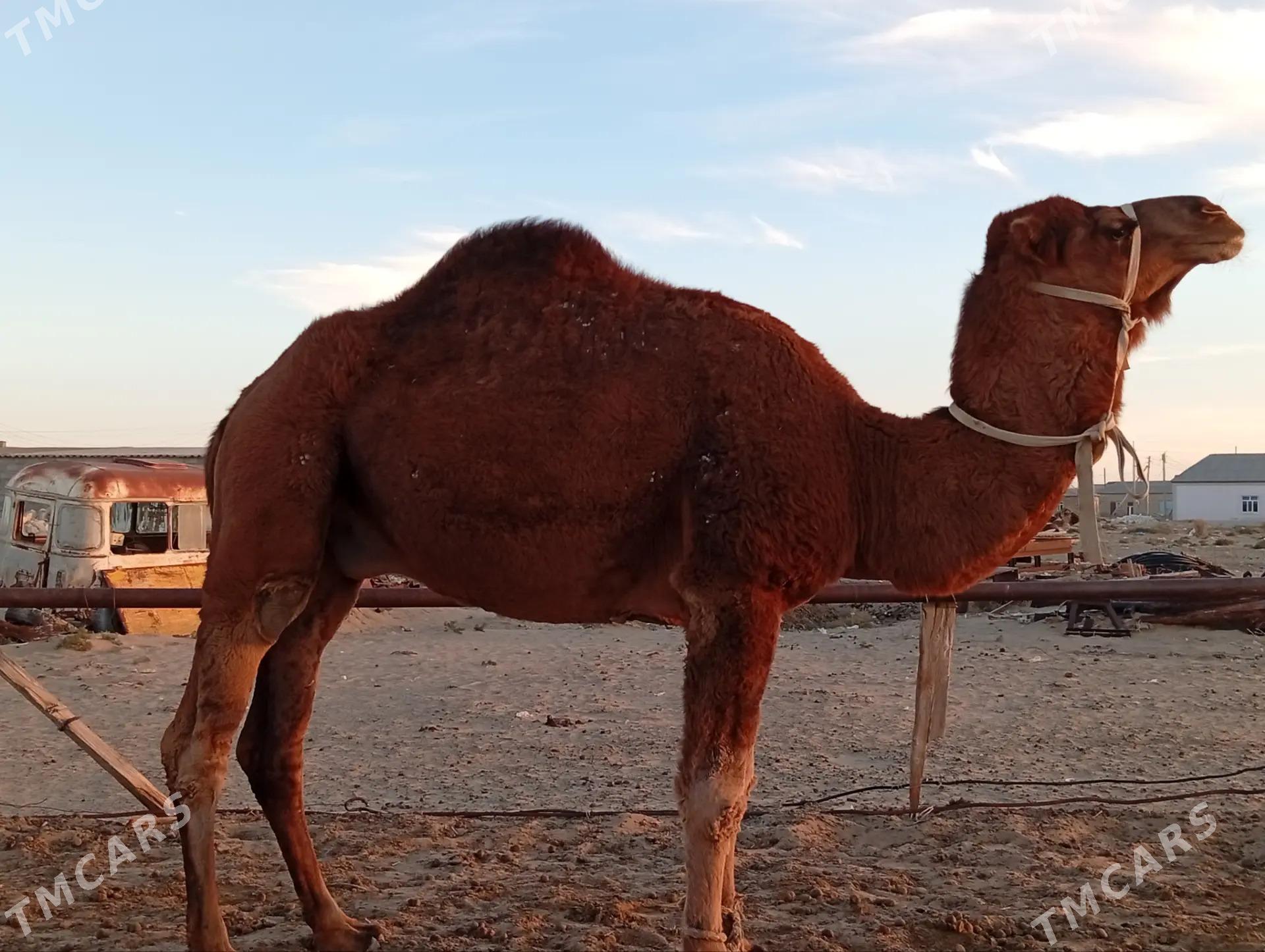 erkek duye - Эсенгулы - img 2