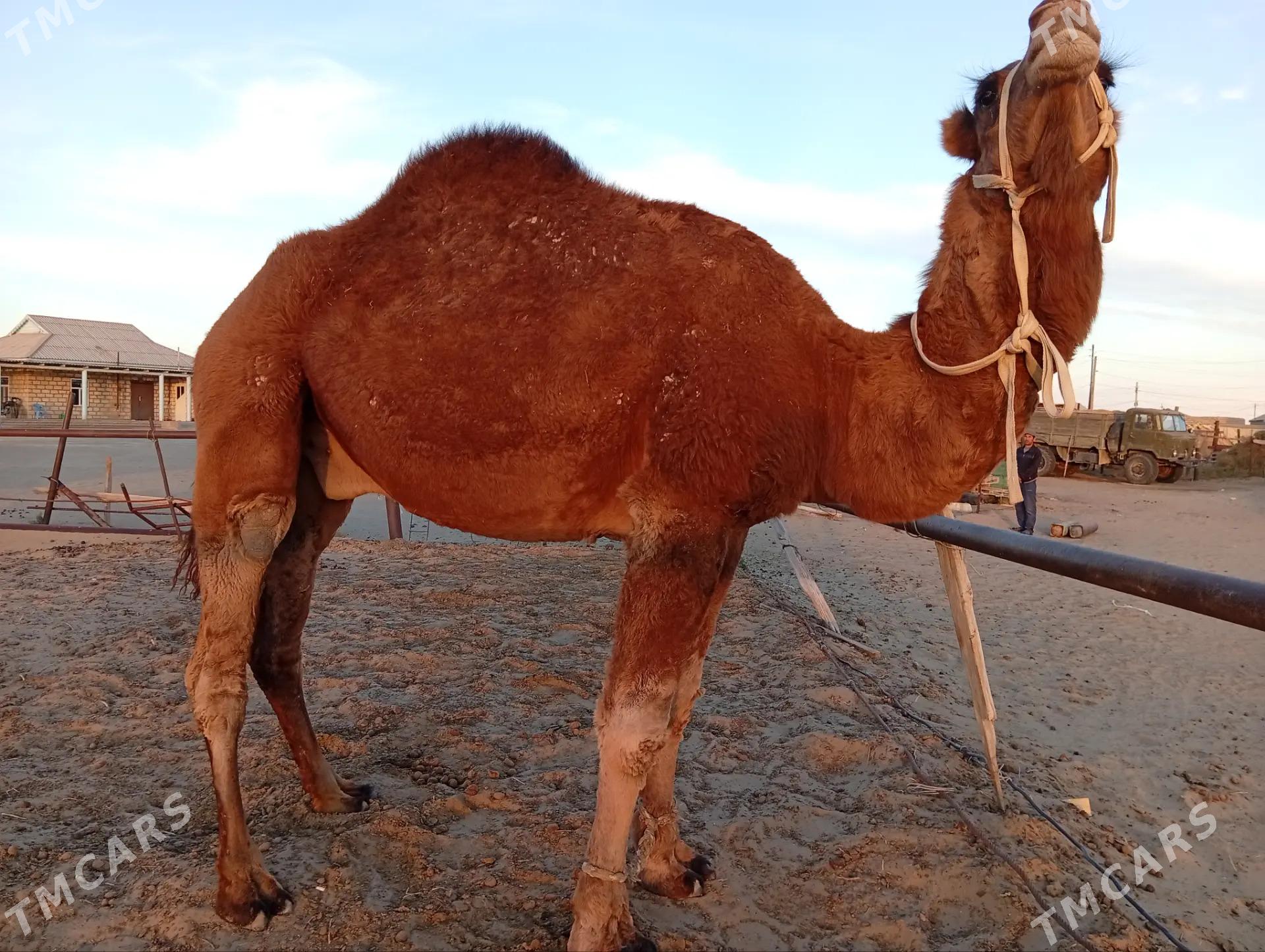 erkek duye - Эсенгулы - img 3