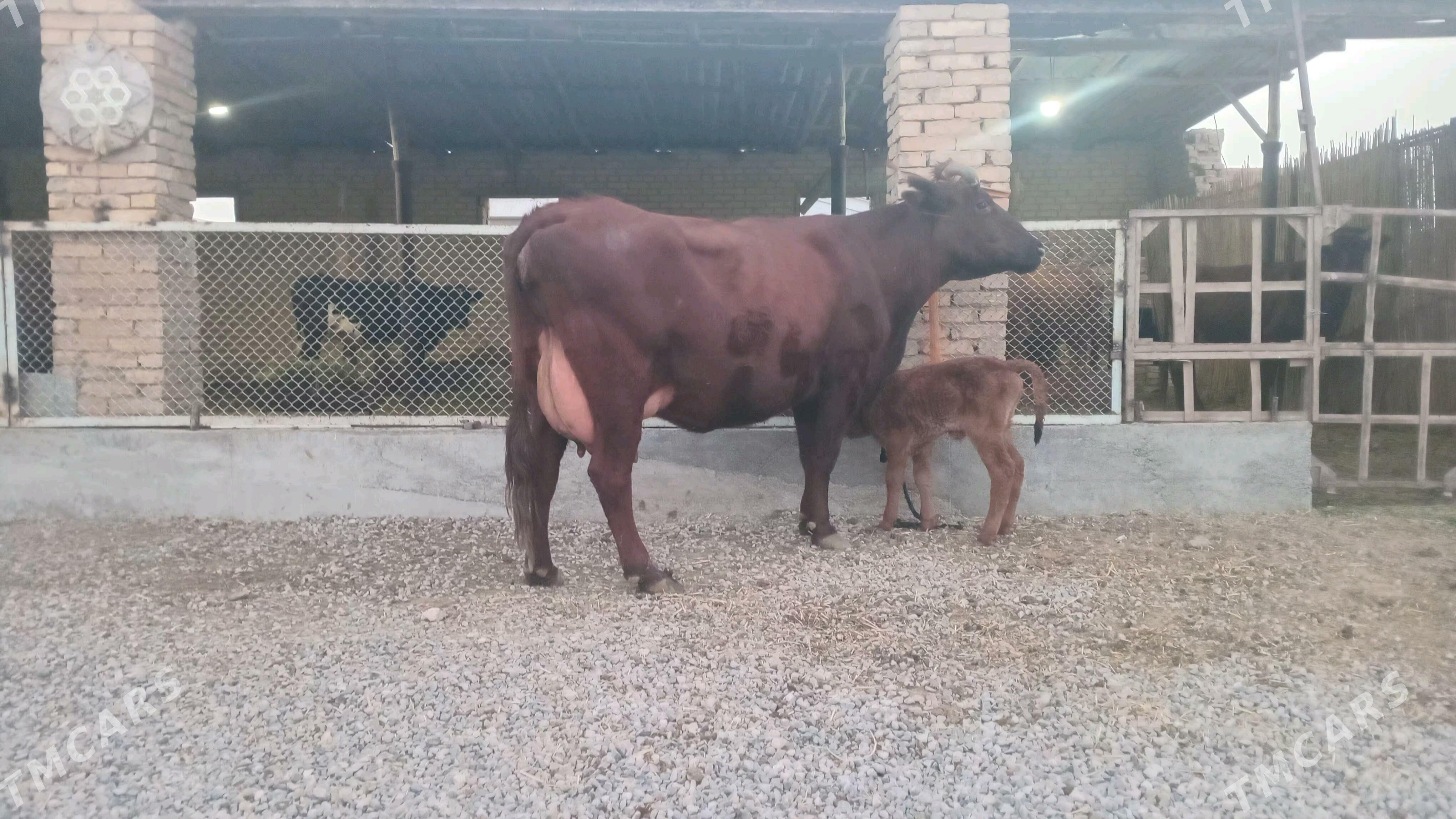 goleli sygyr - Murgap - img 1