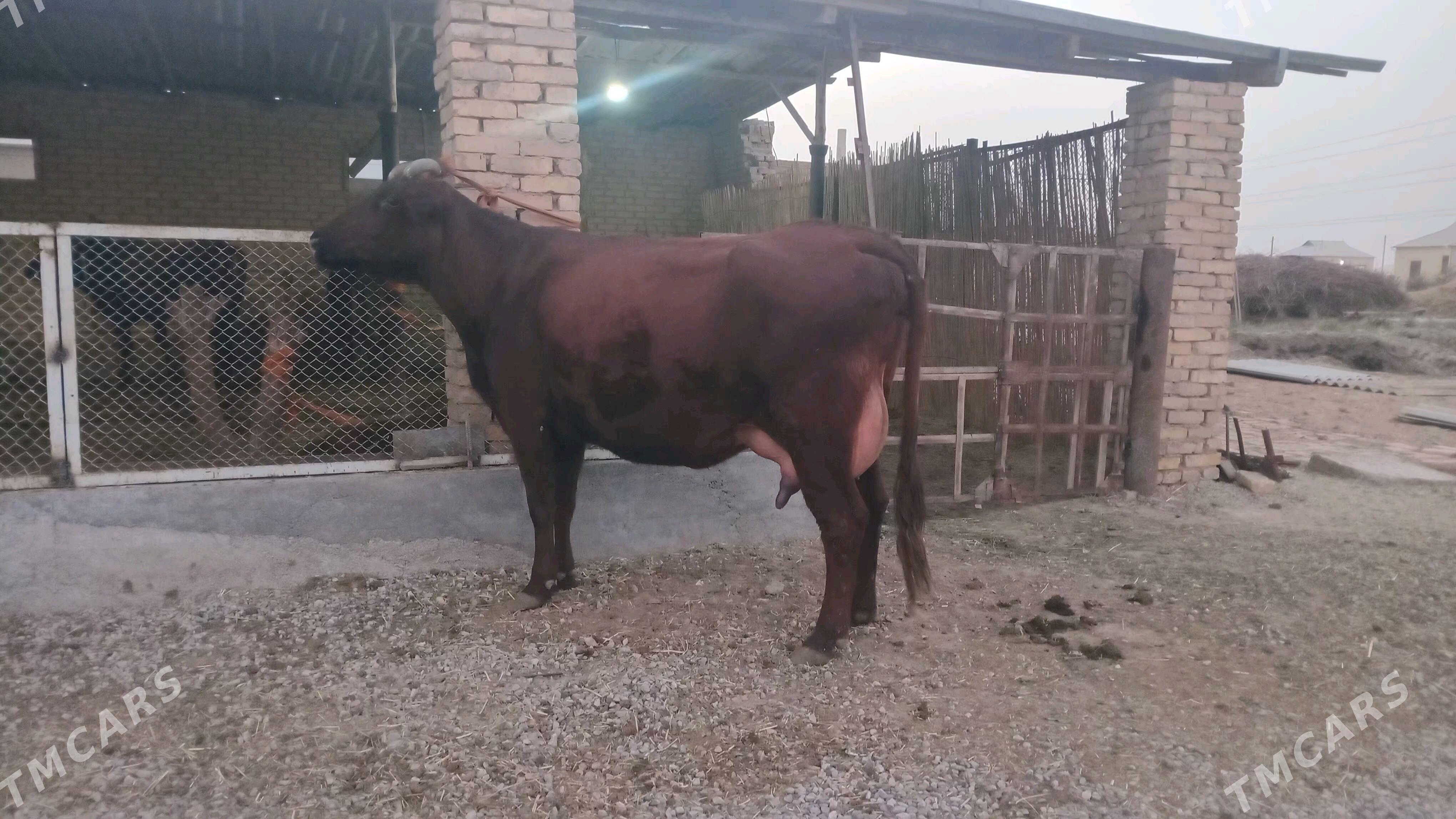 goleli sygyr - Murgap - img 5