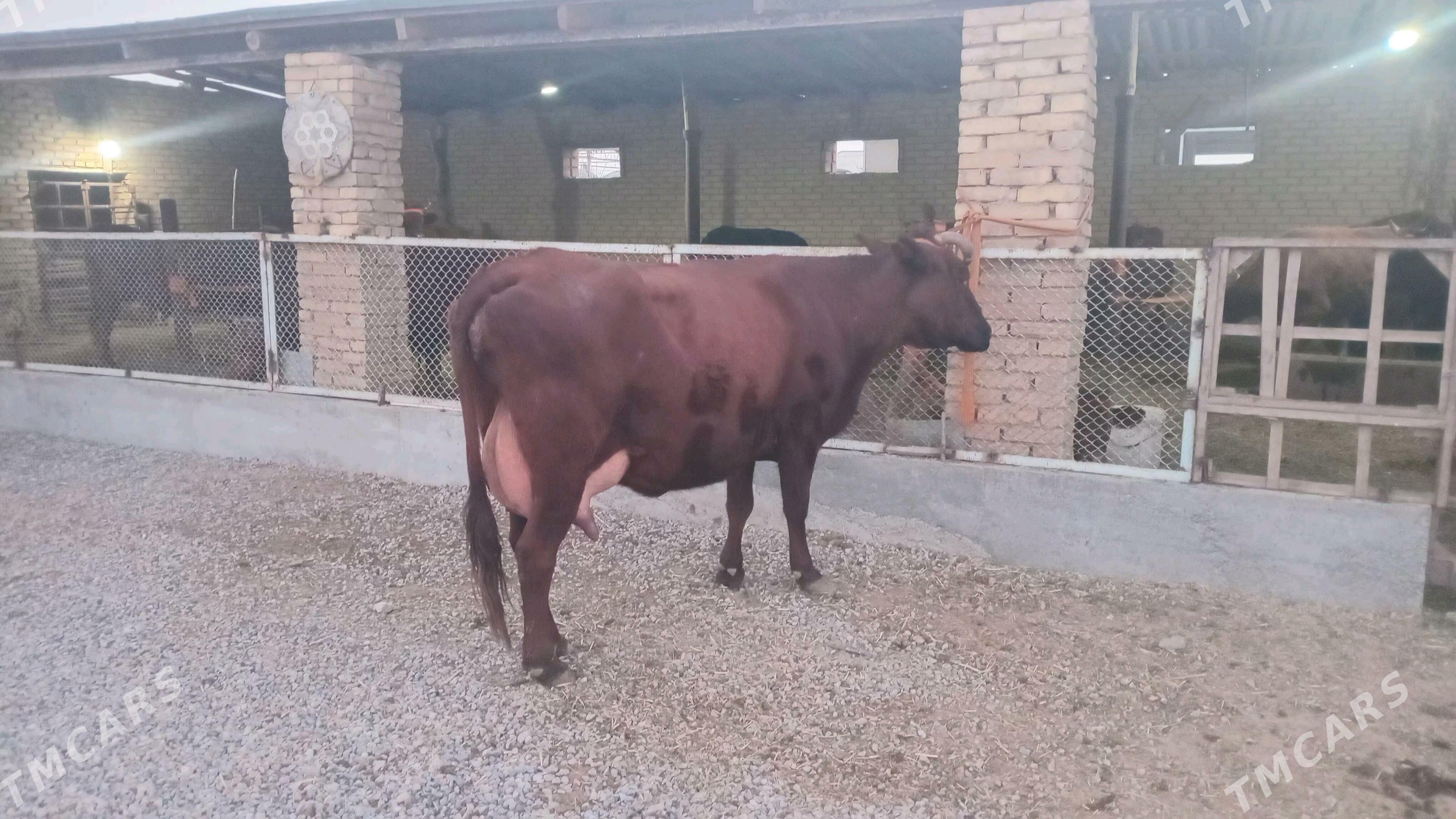 goleli sygyr - Murgap - img 6