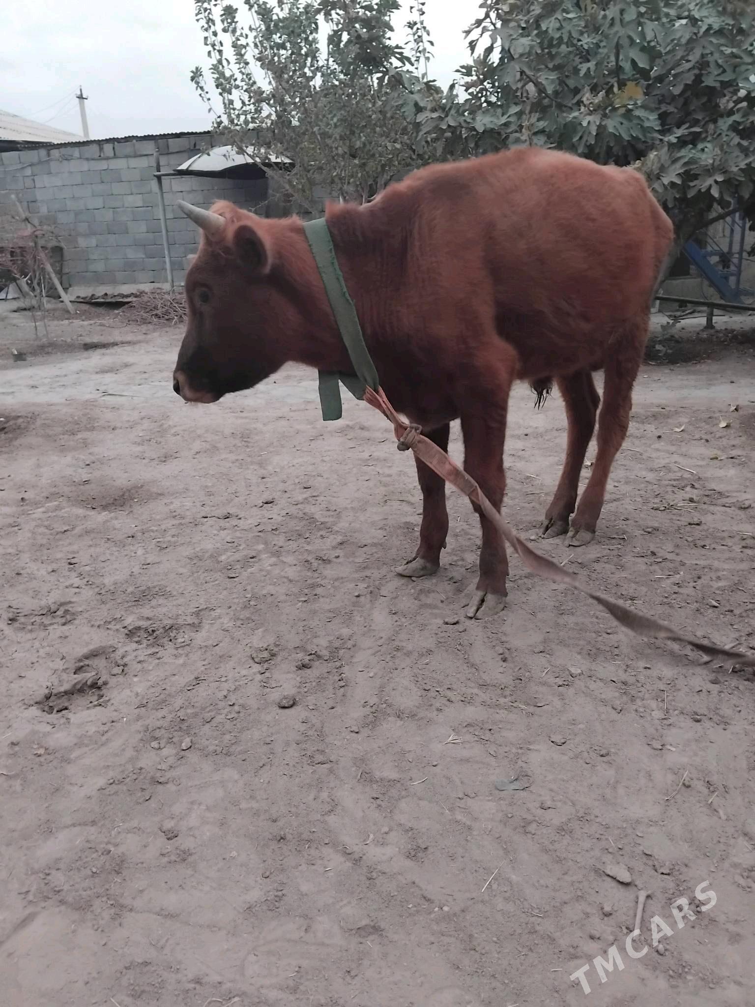 okuz 1.3 ay - Büzmeýin - img 1