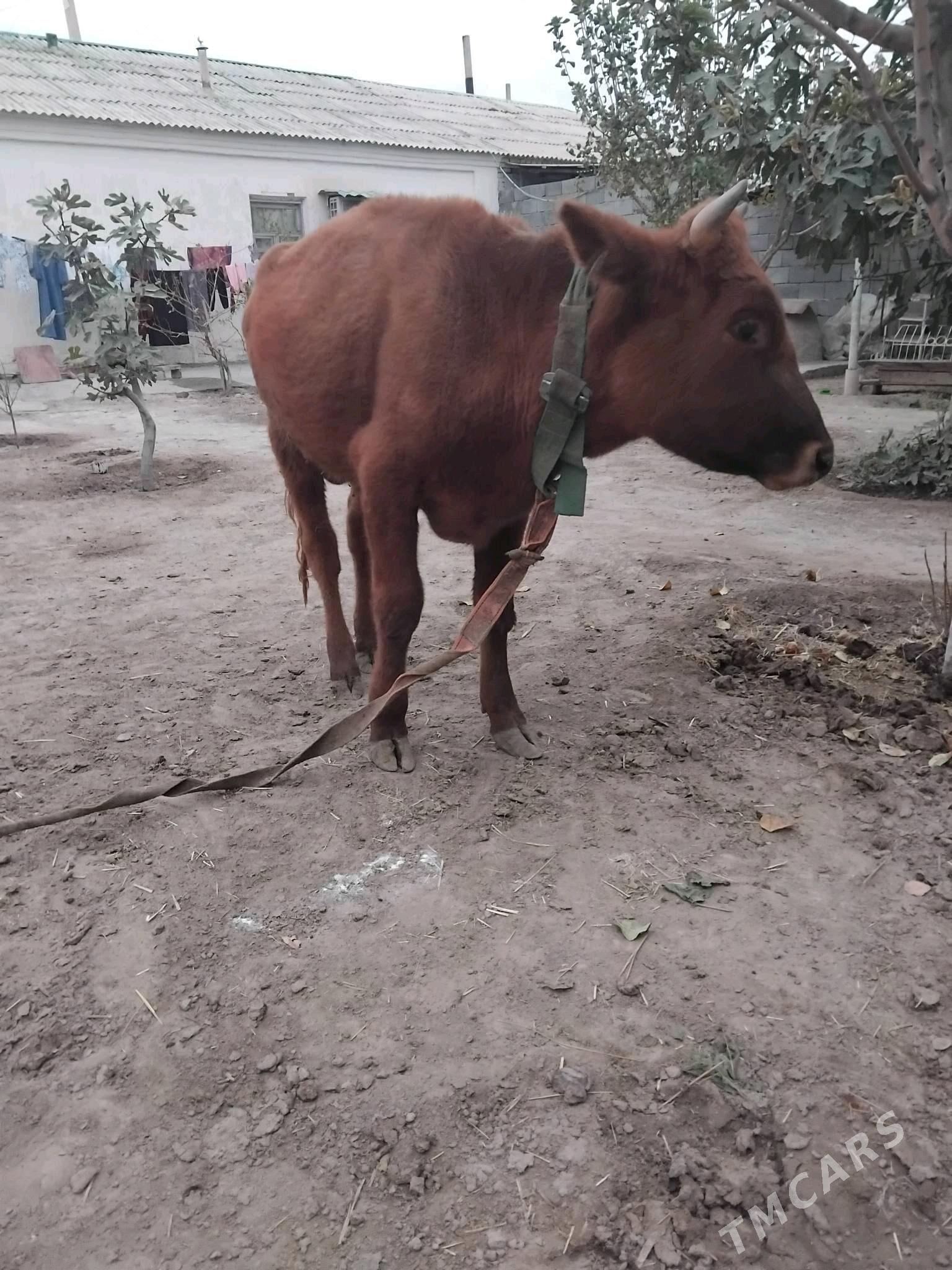 okuz 1.3 ay - Büzmeýin - img 5