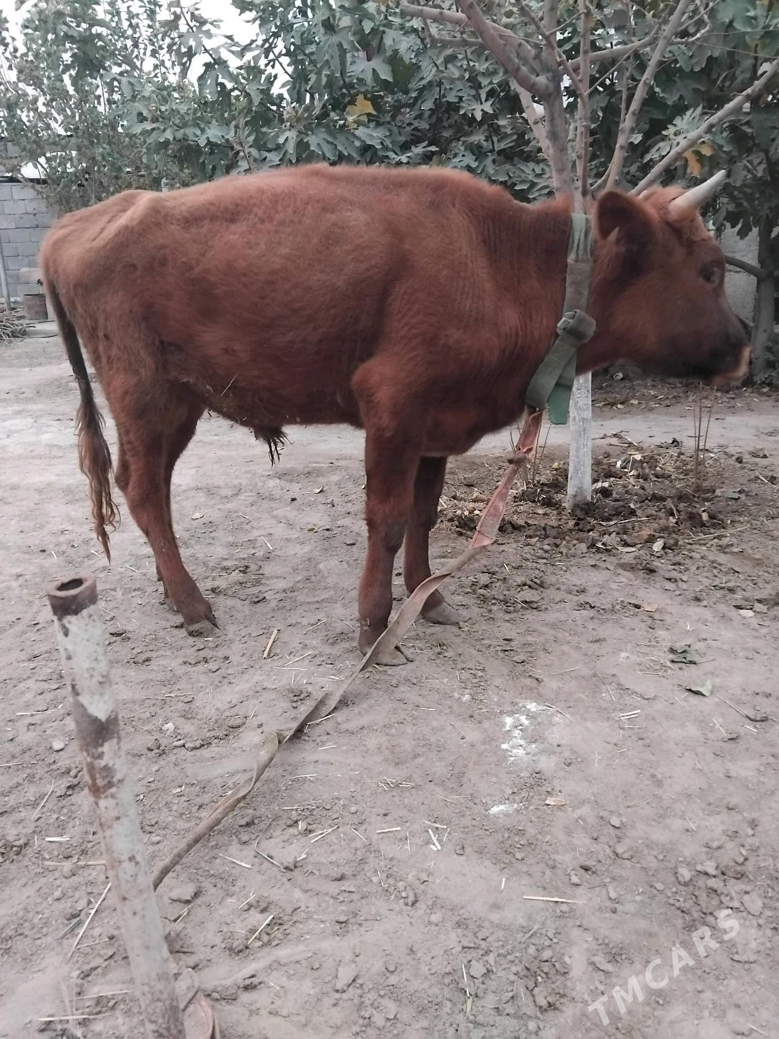 okuz 1.3 ay - Büzmeýin - img 2