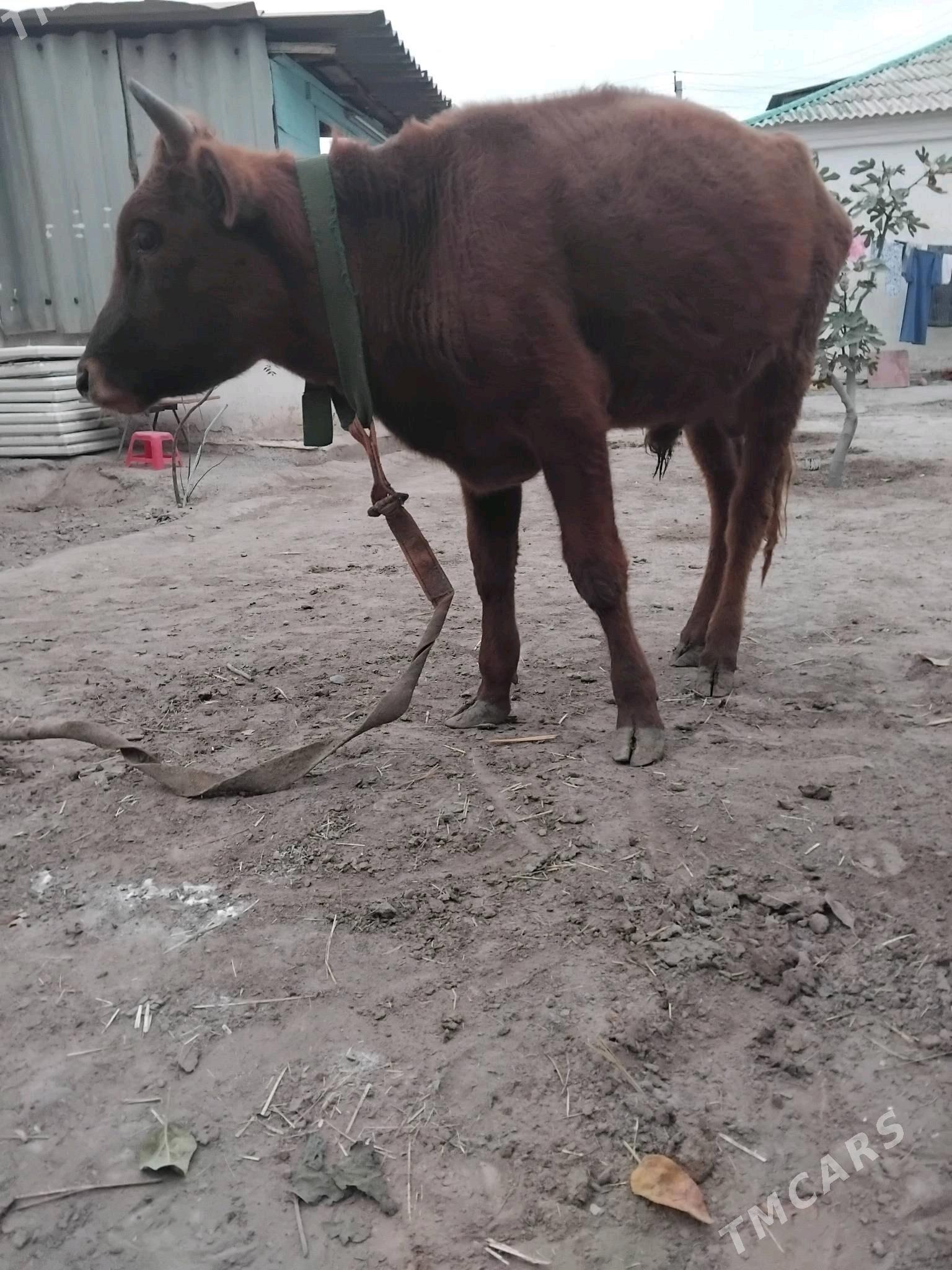 okuz 1.3 ay - Büzmeýin - img 3