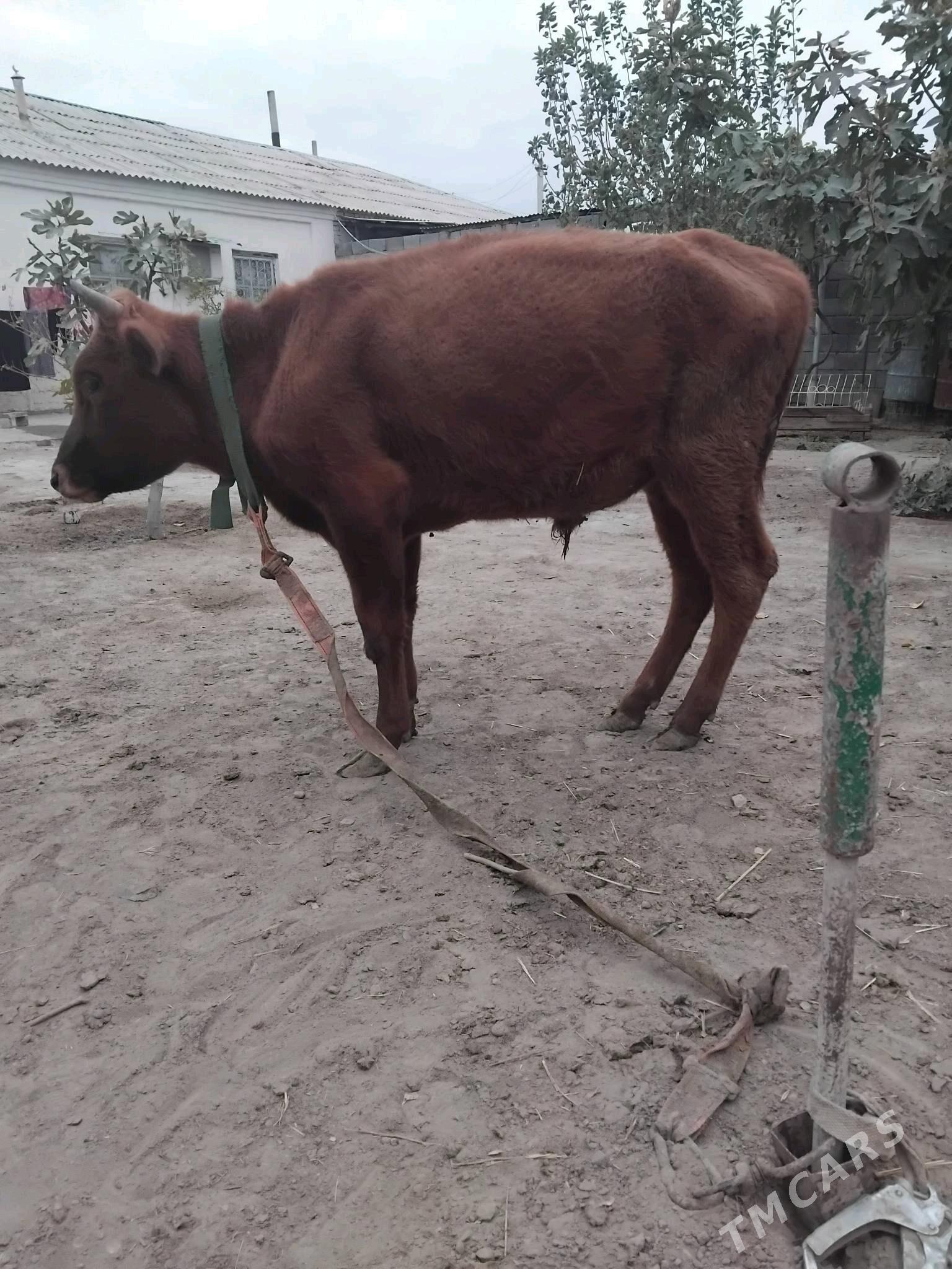 okuz 1.3 ay - Büzmeýin - img 4