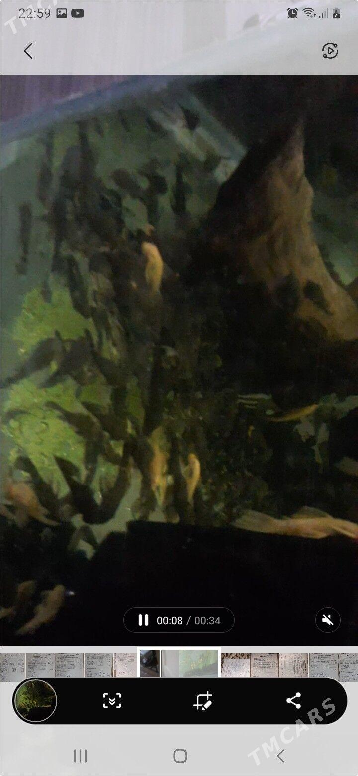 сомики анцитрусы - Kim raýon - img 1