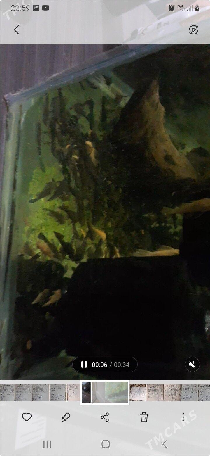 сомики анцитрусы - Kim raýon - img 2