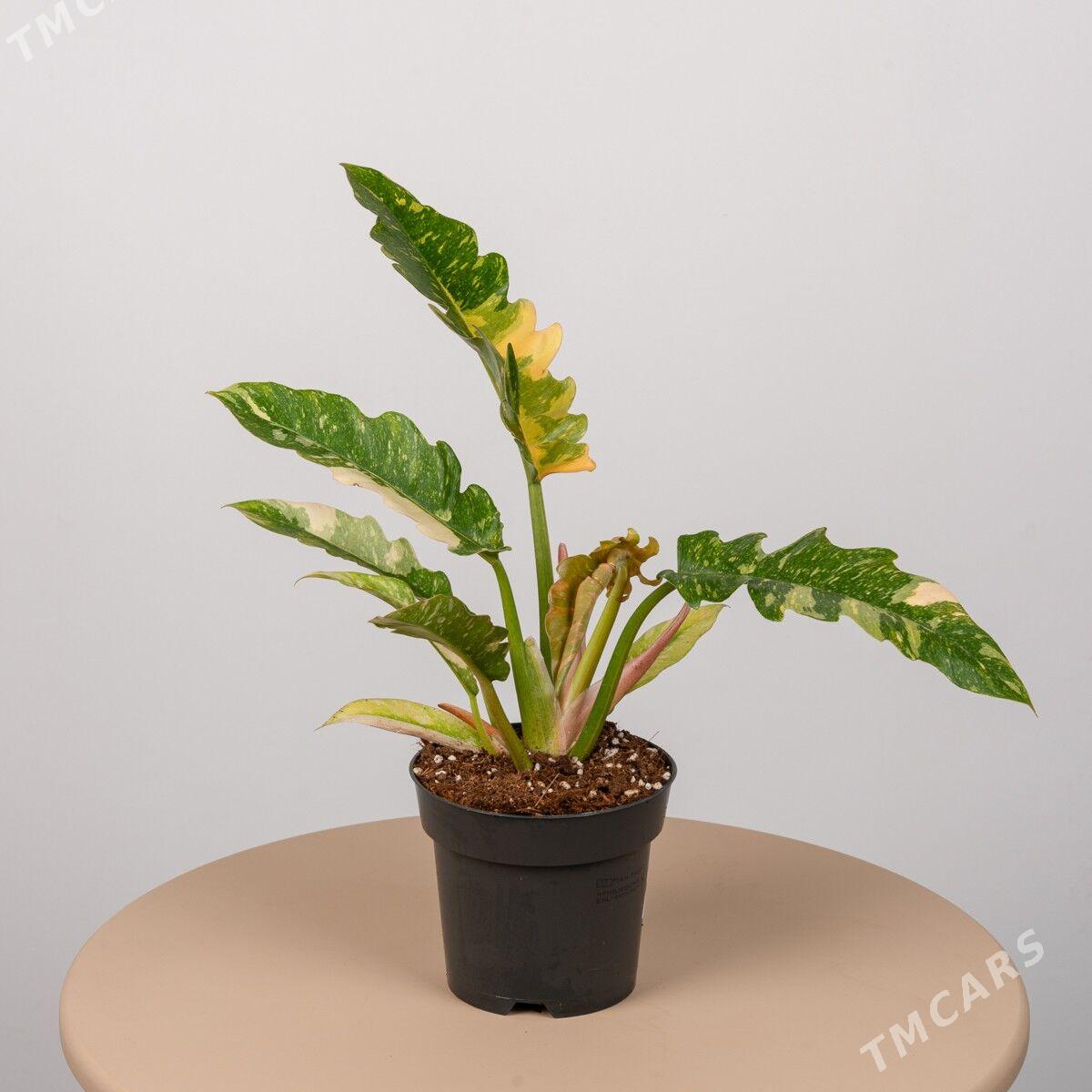 Филодендрон. - Aşgabat - img 1