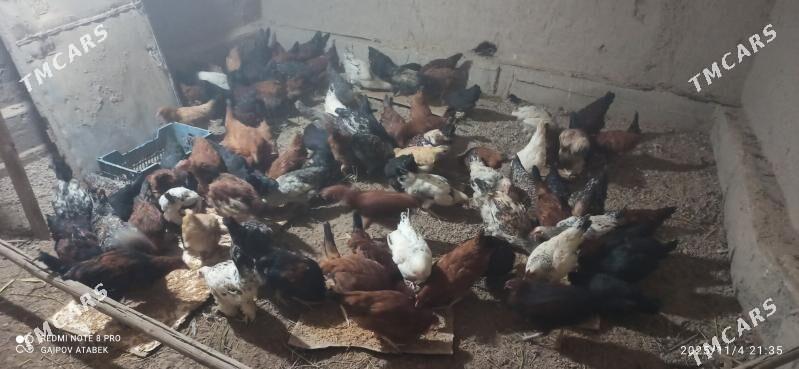 towuk - Дашогуз - img 2