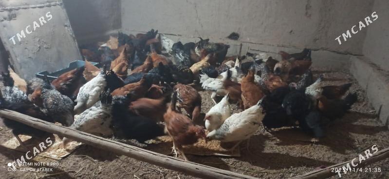 towuk - Дашогуз - img 3