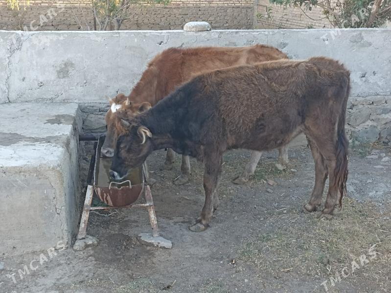 gaçar - Bereket - img 3