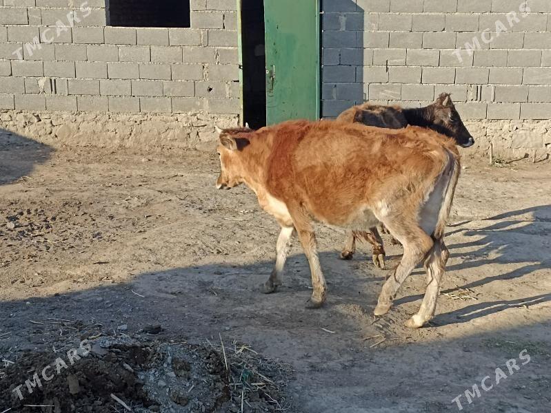 gaçar - Bereket - img 5