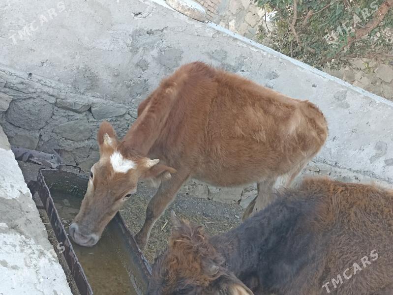 gaçar - Bereket - img 2