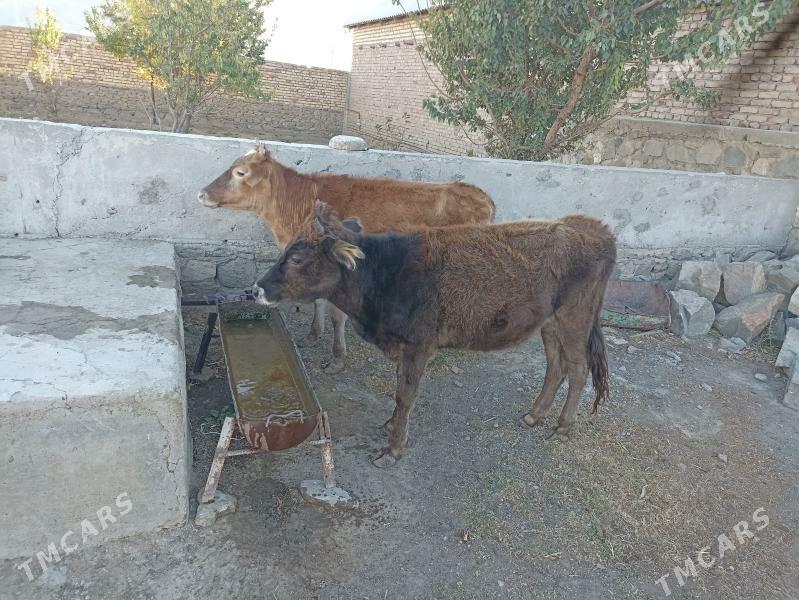 gaçar - Bereket - img 4