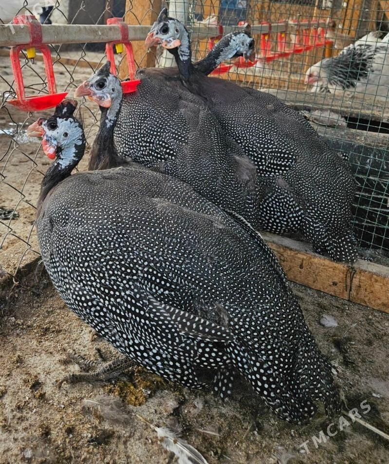 SISARKA - Гёкдепе - img 1