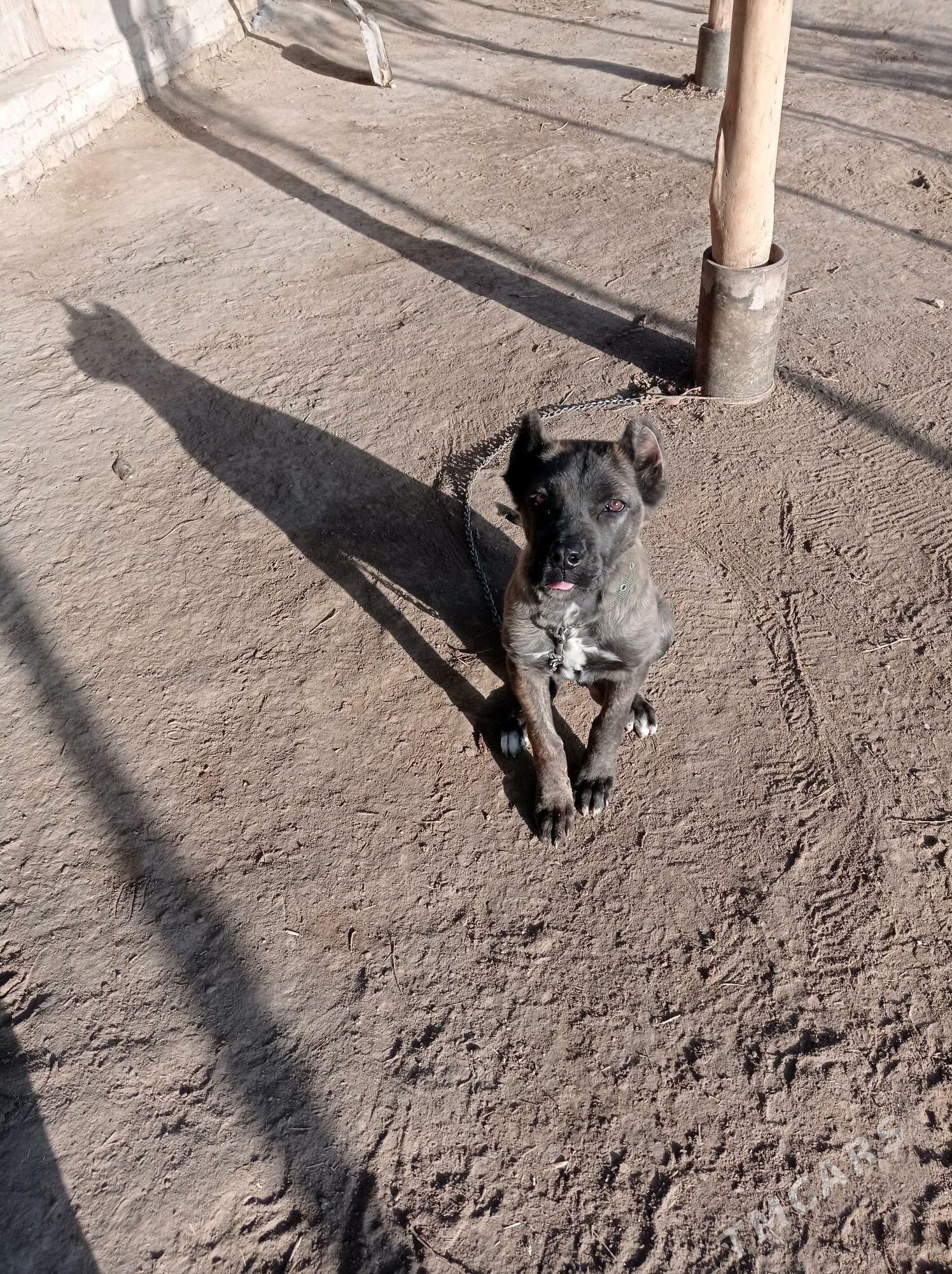 Pitbull - Дашогуз - img 4