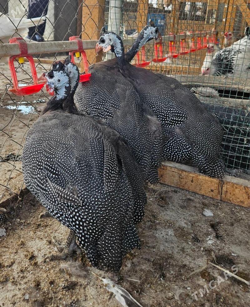 SISARKA - Гёкдепе - img 2