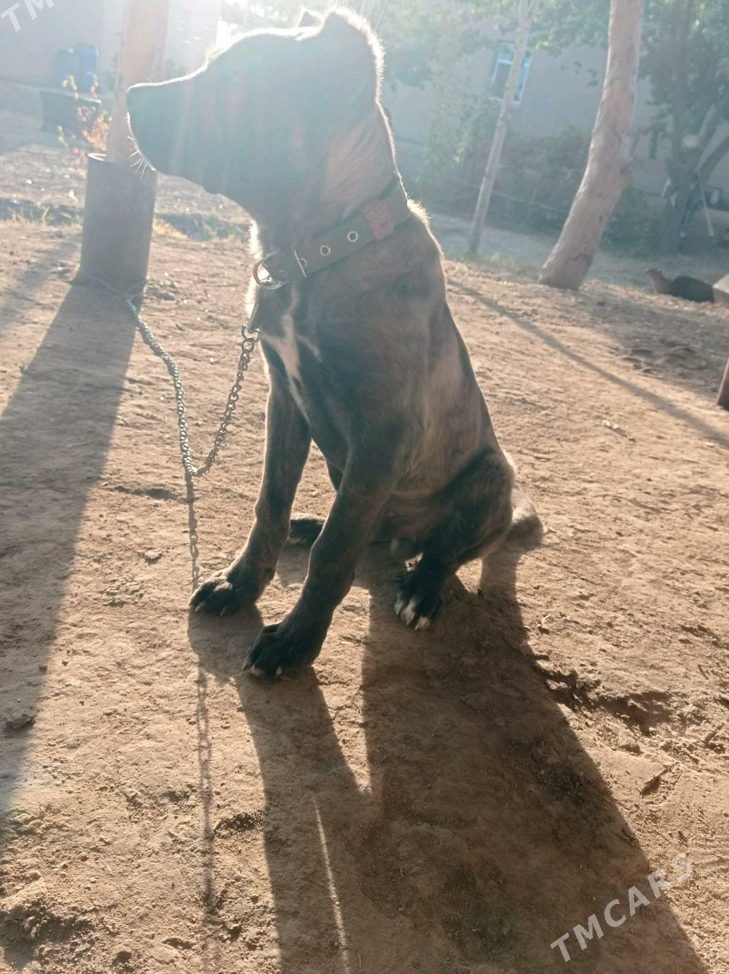 Pitbull - Дашогуз - img 2